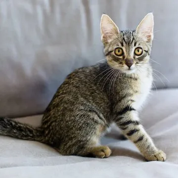 知名行业分析师 - 王伟